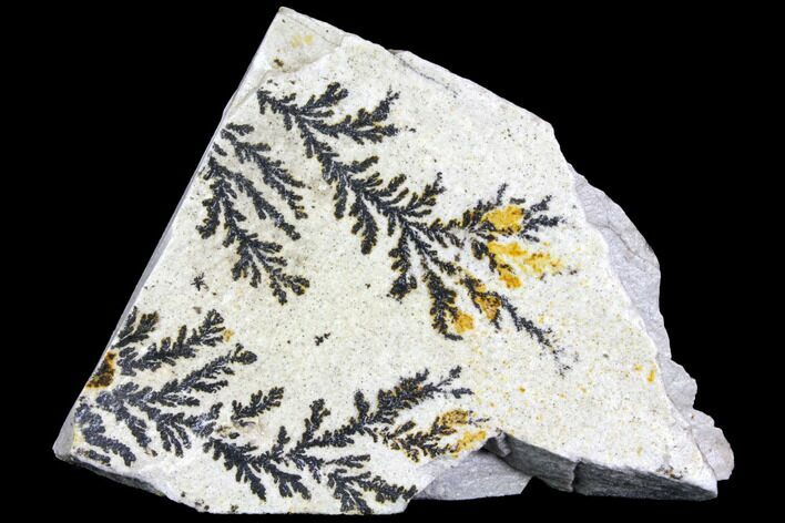 Dendrites On Limestone - Utah #150463